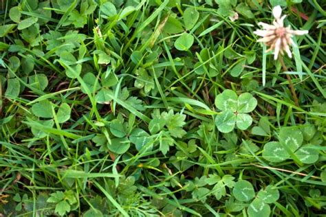 odds of finding a 4 leaf clover